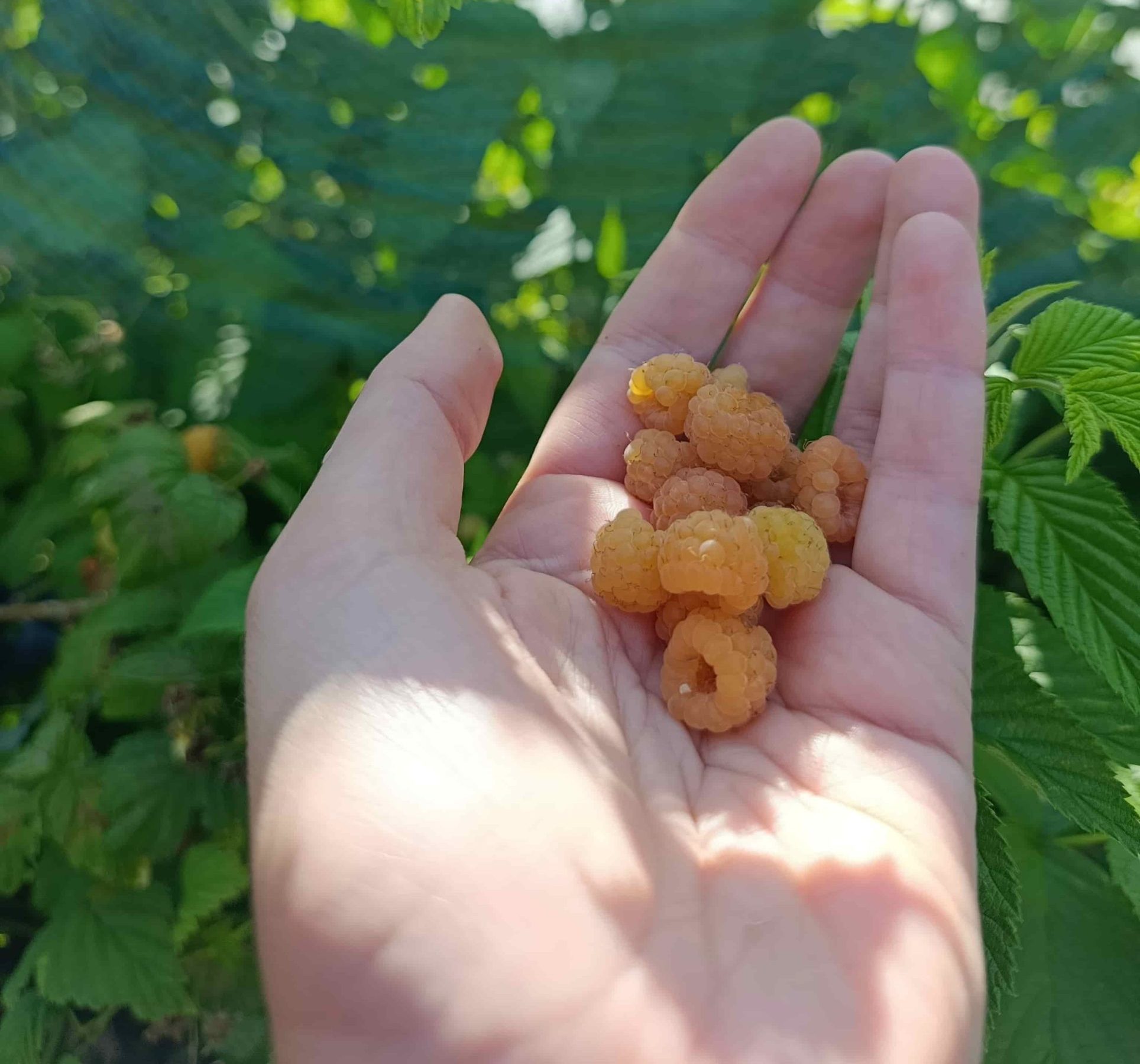 CEUILLETTE DE FRAMBOISES SUCREES DE METZ AU JARDIN